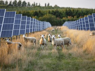 Aurinkopuistojen maisemavaikutukset ovat pieniä, sillä aurinkopaneelistot ovat matalia eivätkä ne aiheuta häiritsevää ääntä. Kuva Auringosta Energiaa -koalitio.