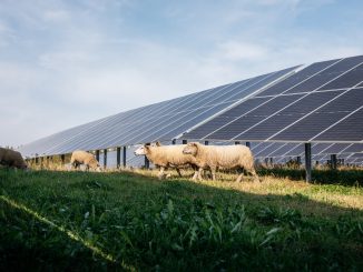Hirvensalmen aurinkopuistossa yhdistyvät uusiutuva energiantuotanto, aurinkomaatalous ja luonnon monimuotoisuuden edistäminen. Alueella laiduntaa lampaita, ja nyt biodiversiteettiä vahvistetaan myös mehiläisten avulla. Kuva: Solarigo Systems oy.