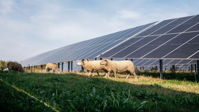 Hirvensalmen aurinkopuistossa yhdistyvät uusiutuva energiantuotanto, aurinkomaatalous ja luonnon monimuotoisuuden edistäminen. Alueella laiduntaa lampaita, ja nyt biodiversiteettiä vahvistetaan myös mehiläisten avulla. Kuva: Solarigo Systems oy.